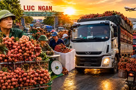 Hàng nghìn xe chở vải nối đuôi nhau, thủ phủ vải thiều Lục Ngạn bước vào mùa cao điểm