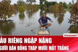 Nhiều vườn mít và sầu riêng bạc tỷ ở Đồng Tháp Mười “mất trắng” do lũ
