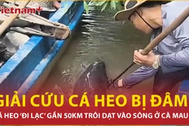 Giải cứu cá heo bị chĩa đâm trôi dạt vào sông ở Cà Mau