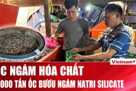 Phơi bày chiêu trò “phù phép” 3.000 tấn ốc bằng hóa chất ở chợ Kim Biên