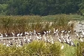 Hàng trăm sếu cổ đen cực hiếm xuất hiện tại đầm La Băng 