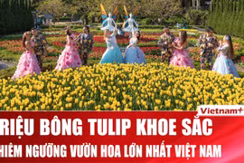 Say đắm vườn hoa Tulip lớn nhất Việt Nam tại Bà Nà Hills 