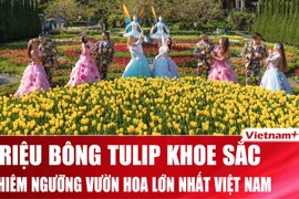Say đắm vườn hoa Tulip lớn nhất Việt Nam tại Bà Nà Hills 
