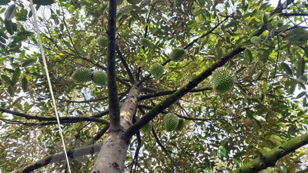 Nhiễu loạn mua bán sầu riêng: Cần siết lại quản lý mã số vùng trồng ảnh 3