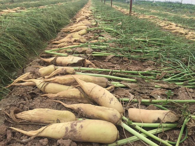[Photo] Rớt giá thê thảm, hàng chục tấn “nhân sâm trắng” bị vứt bỏ ảnh 2