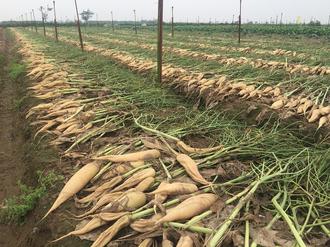 [Photo] Rớt giá thê thảm, hàng chục tấn “nhân sâm trắng” bị vứt bỏ ảnh 1