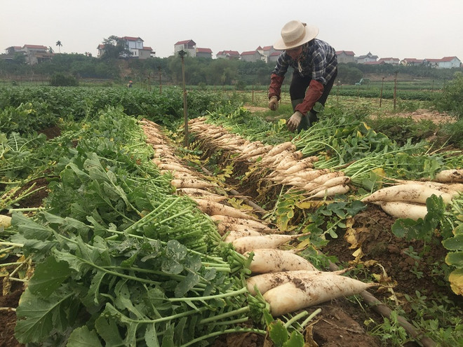 [Photo] Rớt giá thê thảm, hàng chục tấn “nhân sâm trắng” bị vứt bỏ ảnh 4