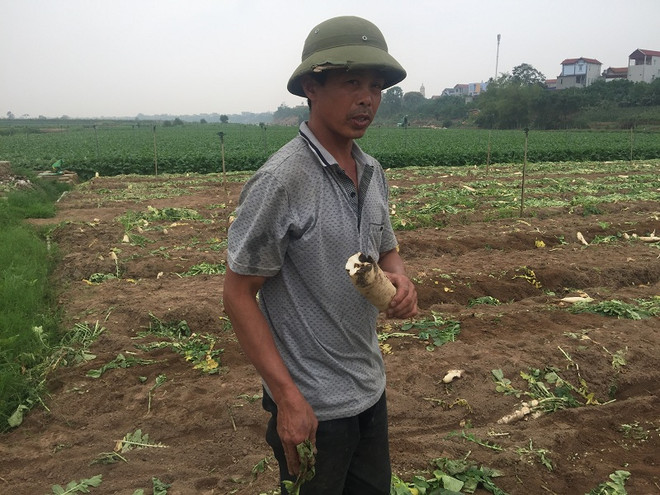 [Photo] Rớt giá thê thảm, hàng chục tấn “nhân sâm trắng” bị vứt bỏ ảnh 6