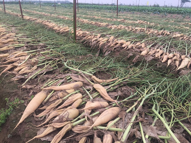 Hà Nội: "Giải cứu" hơn 1.000 tấn củ cải trắng ế ẩm trong 5 ngày tới ảnh 2