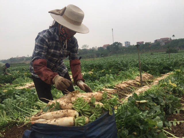 Hà Nội: "Giải cứu" hơn 1.000 tấn củ cải trắng ế ẩm trong 5 ngày tới ảnh 3