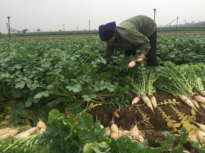 [Photo] Rớt giá thê thảm, hàng chục tấn “nhân sâm trắng” bị vứt bỏ ảnh 3