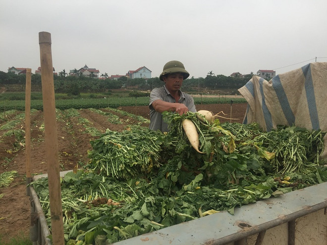 [Photo] Rớt giá thê thảm, hàng chục tấn “nhân sâm trắng” bị vứt bỏ ảnh 7