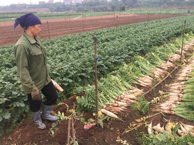 [Photo] Rớt giá thê thảm, hàng chục tấn “nhân sâm trắng” bị vứt bỏ ảnh 5