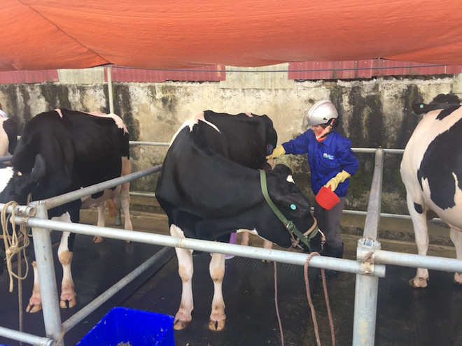 Huấn luyện cho bò sữa tự tin đi thi hoa hậụ bằng cách nghe nhạc sàn ảnh 2