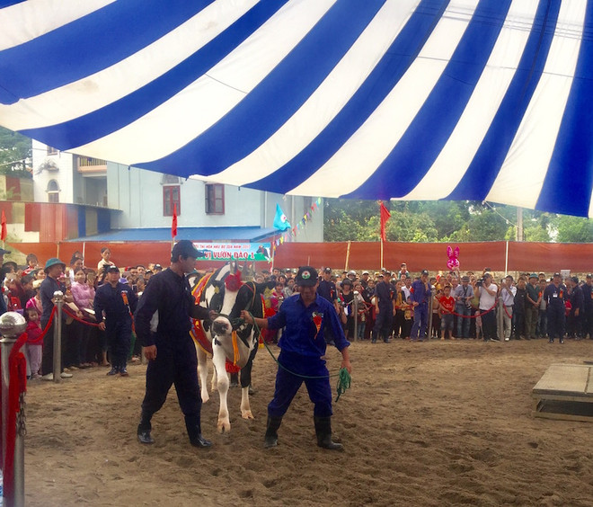 Huấn luyện cho bò sữa tự tin đi thi hoa hậụ bằng cách nghe nhạc sàn ảnh 3