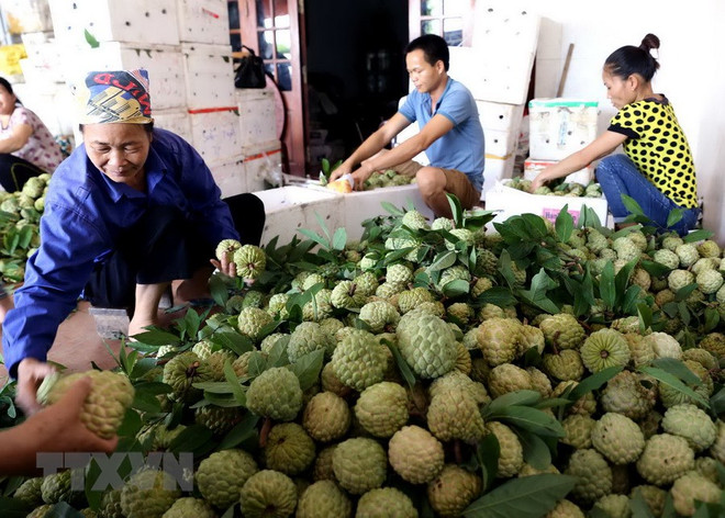 Tổ chức Tuần lễ Na Chi Lăng và đặc sản Lạng Sơn vào tháng Tám ảnh 1