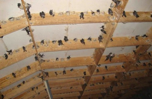 3.000 cơ sở nuôi chim yến chuẩn bị xuất khẩu sản phẩm đi Trung Quốc ảnh 2