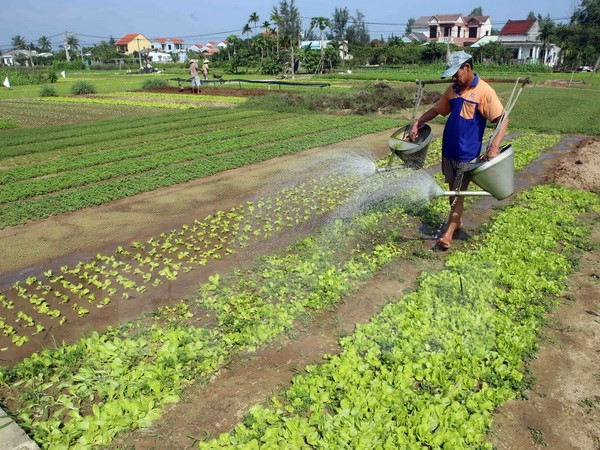 Hà Nội: Rau xanh tăng giá mạnh do thời tiết nắng nóng kéo dài ảnh 1