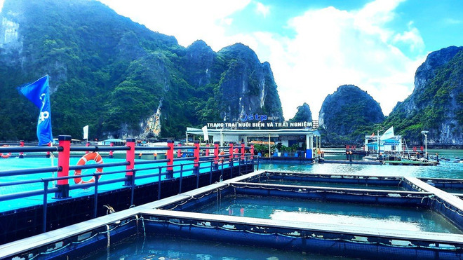 Xây dựng chuỗi liên kết du lịch và nuôi trồng thủy sản trên biển ảnh 2