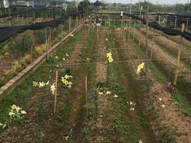 Hà Nội: Hoa ly rục rịch tăng giá trở lại trước ngày Quốc tế Phụ nữ 8/3 ảnh 3