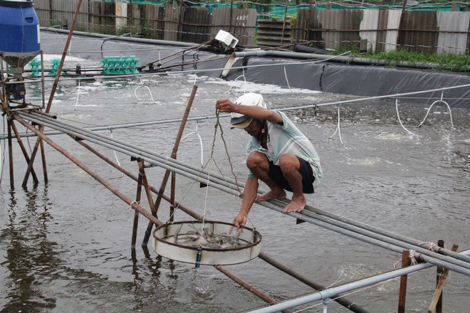Những nông dân tỷ phú nhờ áp dụng công nghệ cao vào chăn nuôi ảnh 1