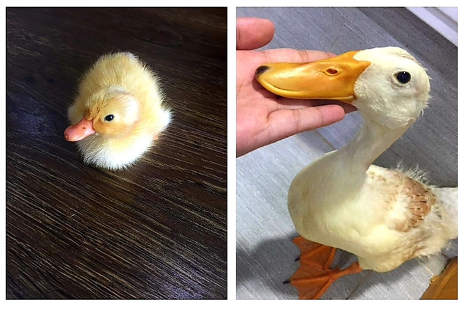 Chú vịt con nhà chị Ngân đã lớn trong thời gian Hà Nội thực hiện giãn cách xã hội. (Ảnh: NVCC) Trào lưu ấp trứng, nuôi vịt làm thú cưng trong những ngày giãn cách ảnh 1