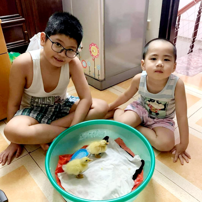 Hai bé nhà chị Quỳnh chơi đùa cùng hai chú vịt con mà gia đình tự ấp nở. (Ảnh: PV/Vietnam+) Trào lưu ấp trứng, nuôi vịt làm thú cưng trong những ngày giãn cách ảnh 2