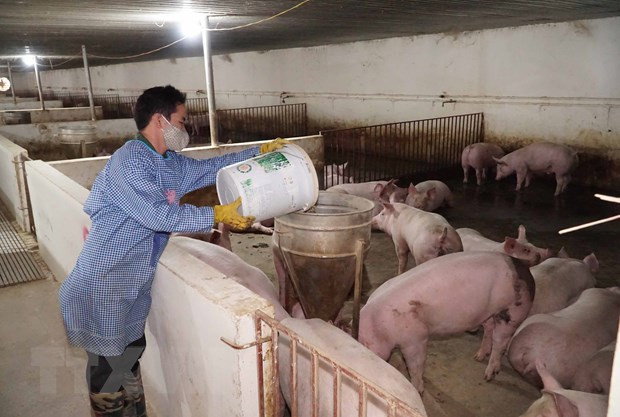 Rủi ro khi tái đàn lợn: Nông hộ đang chờ vaccine và chính sách hỗ trợ ảnh 1