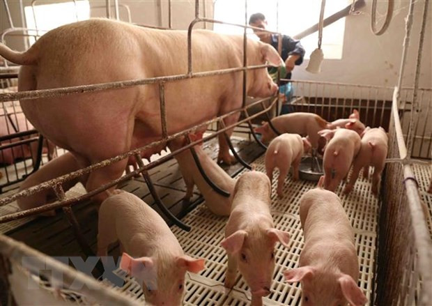 Rủi ro khi tái đàn lợn: Nông hộ đang chờ vaccine và chính sách hỗ trợ ảnh 2