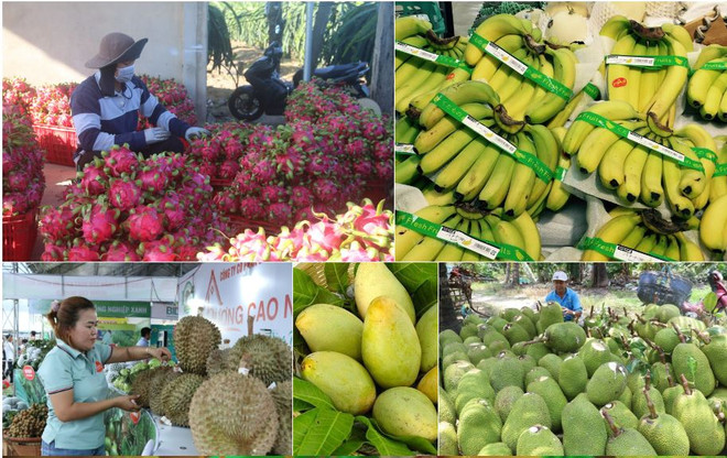 Việt Nam có khoảng 1,1 triệu ha diện tích trồng các loại trái cây tiềm năng. (Ảnh: PV/Vietnam+) hoaqua.JPG
