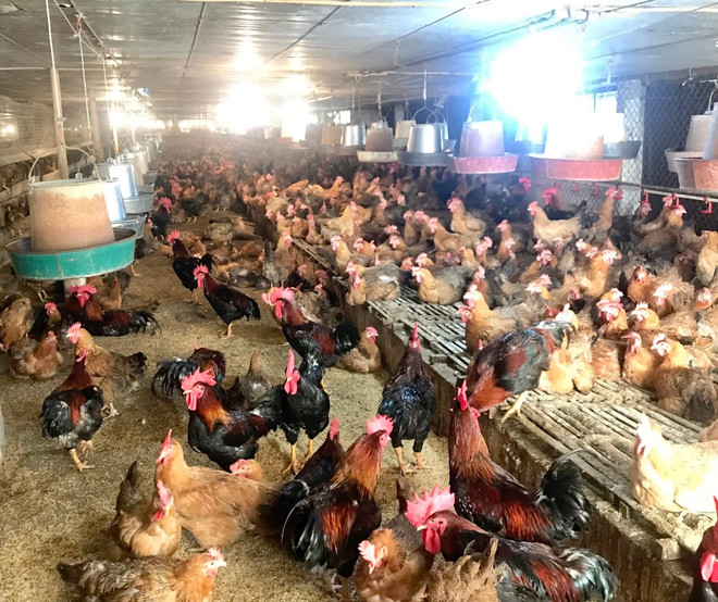 Bộ NN-PTNN đề nghị lập chuyên án đấu tranh, xử lý buôn bán gia cầm lậu ảnh 1