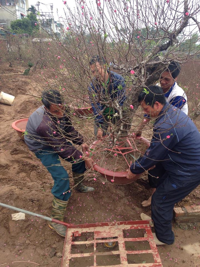 Giá đào tăng lên từng ngày, loại cành nhỏ thắp hương rất hút khách ảnh 2