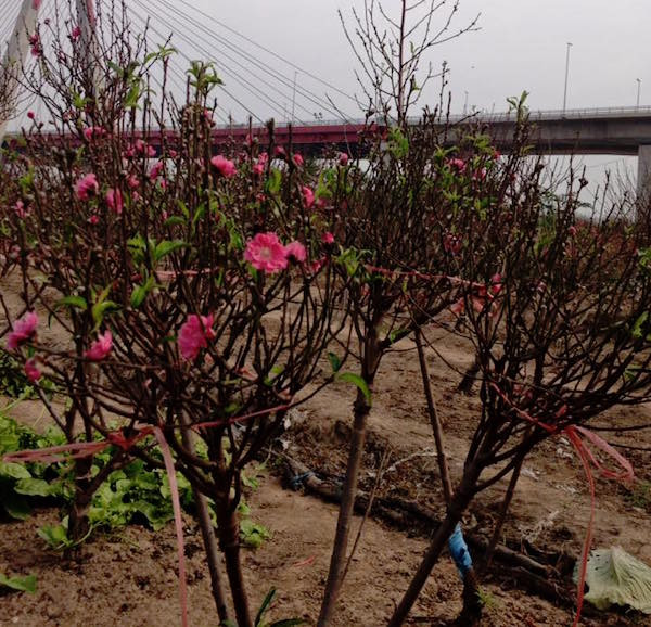 Giá đào tăng lên từng ngày, loại cành nhỏ thắp hương rất hút khách ảnh 3