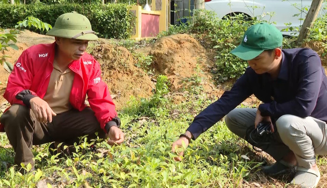 Ông Nguyễn Đức Sự ở huyện miền núi Tuyên Hóa (Quảng Bình) đang ươm phục hồi những giốn cây rừng bản địa quý hiếm. (Ảnh: TTXVN) vna-potal-quang-binh-dam-me-phuc-hoi-nhung-canh-rung-cay-ban-dia-quy-hiem-6648364-4127.jpg