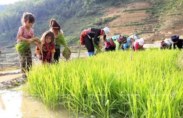 Giảm thiểu lao động trẻ em: Mối lo vẫn tồn tại ở khu vực nông thôn ảnh 1