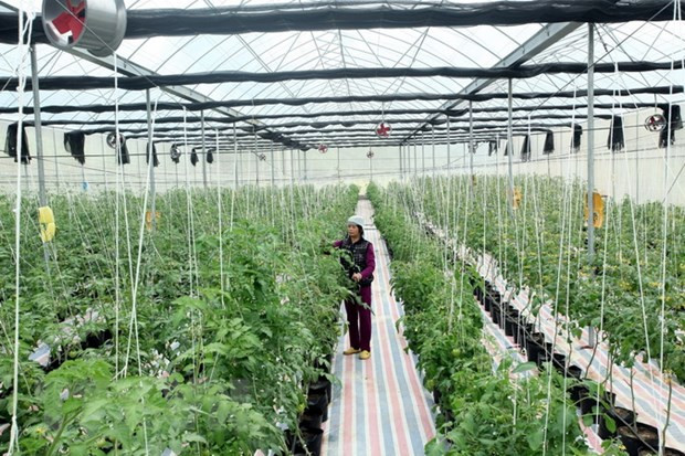 Giải 'bài toán' phủ tri thức, công nghệ trên cánh đồng của nông dân ảnh 1