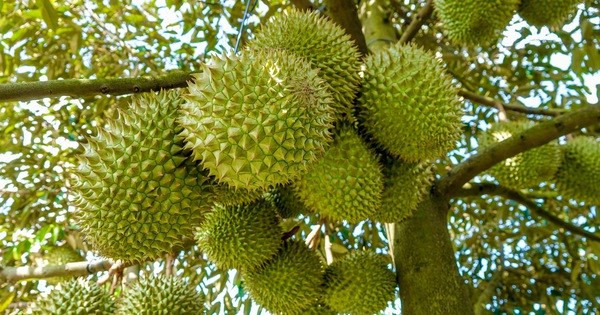 Sầu riêng xuất khẩu chính ngạch sang Trung Quốc sẽ gia tăng hàng hóa thông quan. (Ảnh: PV/Vietnam+) Đề xuất thí điểm cửa khẩu thông minh để giải tỏa nông sản ùn tắc ảnh 2