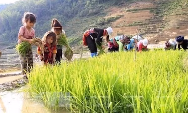 Phát động cuộc thi viết về phòng ngừa lao động trẻ em ảnh 1