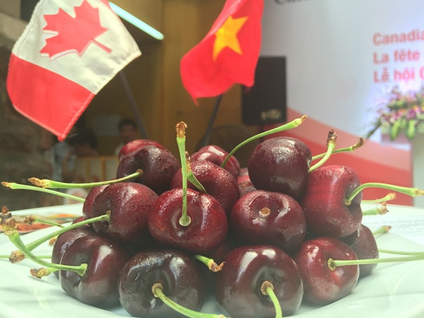 Lần đầu tiên quả anh đào Canada được bán tại siêu thị Việt ảnh 1