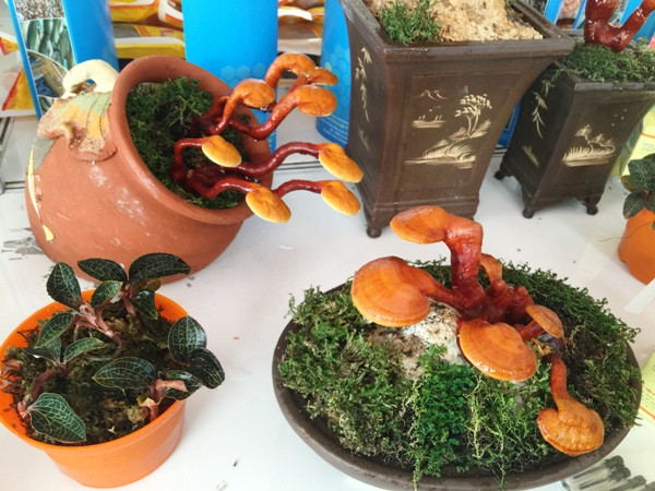 Cây cảnh linh chi bonsai giá hàng triệu đồng vừa đẹp lạ vừa bổ ảnh 3