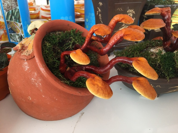 Cây cảnh linh chi bonsai giá hàng triệu đồng vừa đẹp lạ vừa bổ ảnh 1