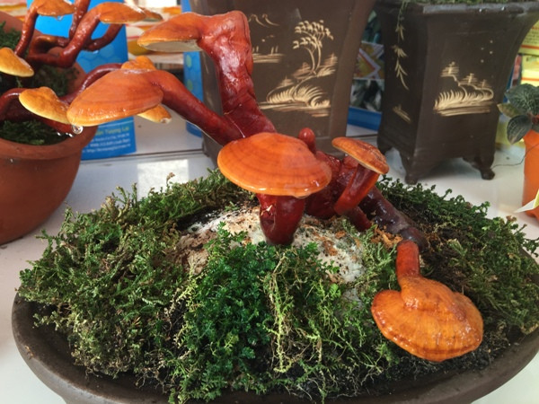 Cây cảnh linh chi bonsai giá hàng triệu đồng vừa đẹp lạ vừa bổ ảnh 2