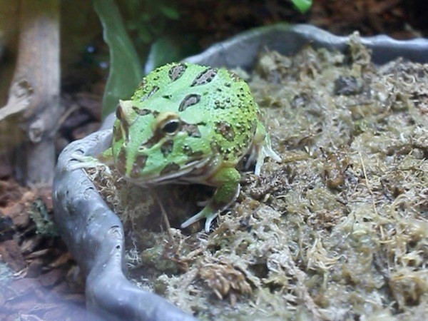 Ếch cảnh pacman-vật cưng lạ của giới trẻ Hà thành ảnh 1