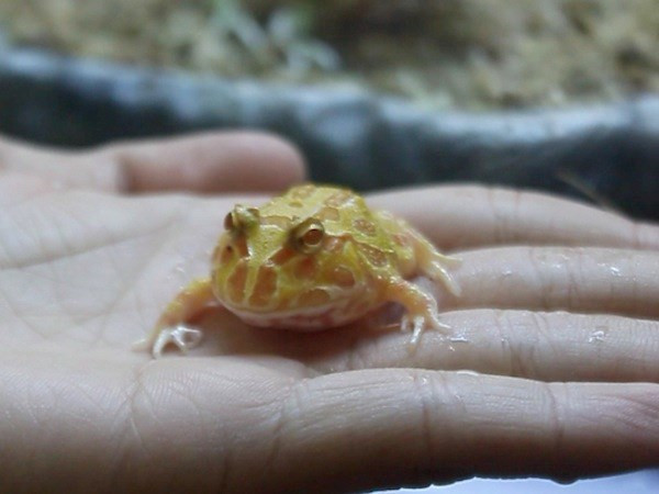 Ếch cảnh pacman-vật cưng lạ của giới trẻ Hà thành ảnh 3