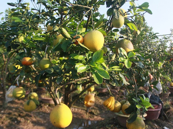 Giá hàng chục triệu đồng, cây ngũ quả chơi Tết vẫn đắt hàng ảnh 1