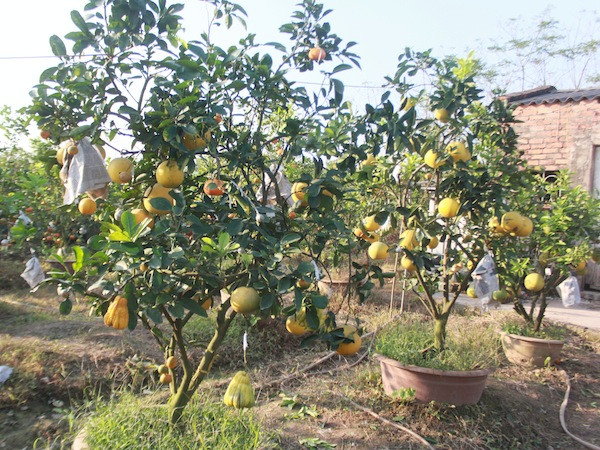 Giá hàng chục triệu đồng, cây ngũ quả chơi Tết vẫn đắt hàng ảnh 3