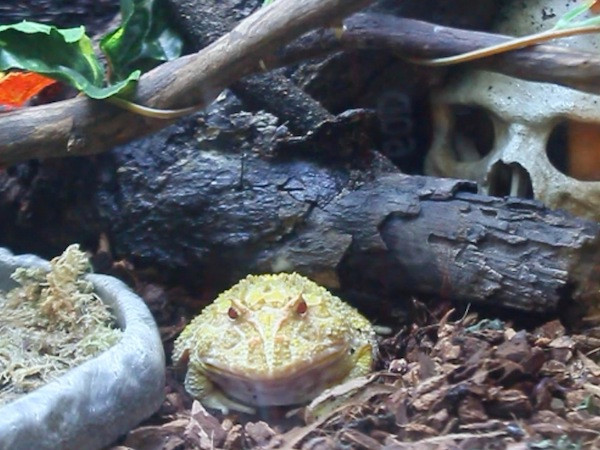 Ếch cảnh pacman-vật cưng lạ của giới trẻ Hà thành ảnh 4