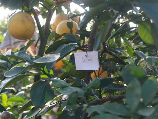 Giá hàng chục triệu đồng, cây ngũ quả chơi Tết vẫn đắt hàng ảnh 2