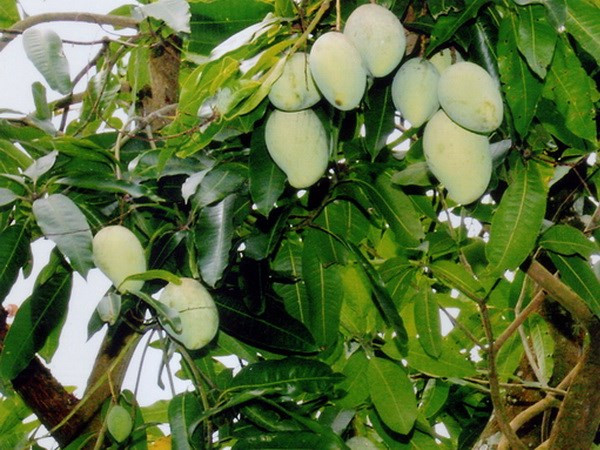 Cảnh báo về công tác quản lý vùng trồng và cơ sở đóng gói xuất khẩu ảnh 3