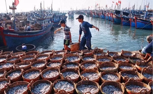 EC khuyến nghị cần xử phạt triệt để các hành vi vi phạm khai thác IUU ảnh 2